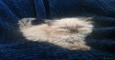 British Shorthair cats - Advert 7