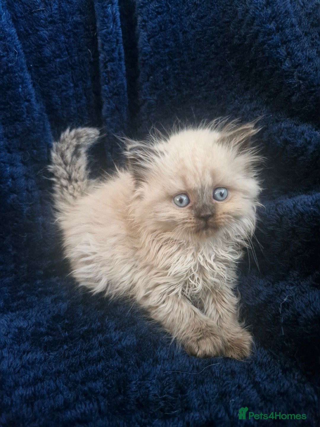 British Shorthair cats for sale: British shorthair and longhair  - Image 2