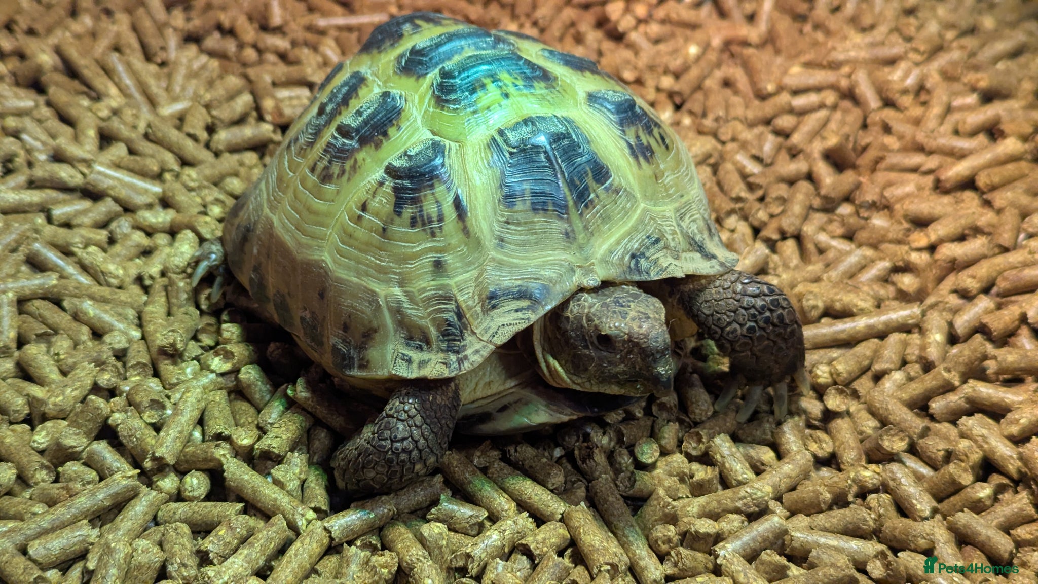 Tortoise reptiles Beautiful Horsefield Tortoise  - Advert 2