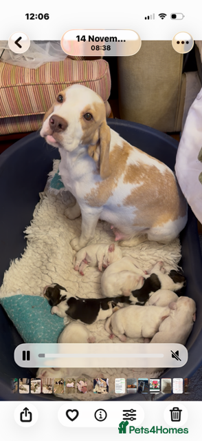 Beagle dogs BEAUTIFUL KC REG PUPPIES - Advert 6