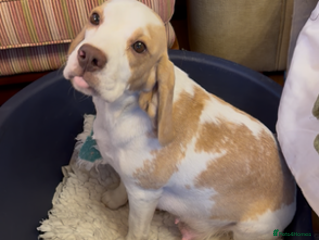 Beagle dogs BEAUTIFUL KC REG PUPPIES - Advert 6