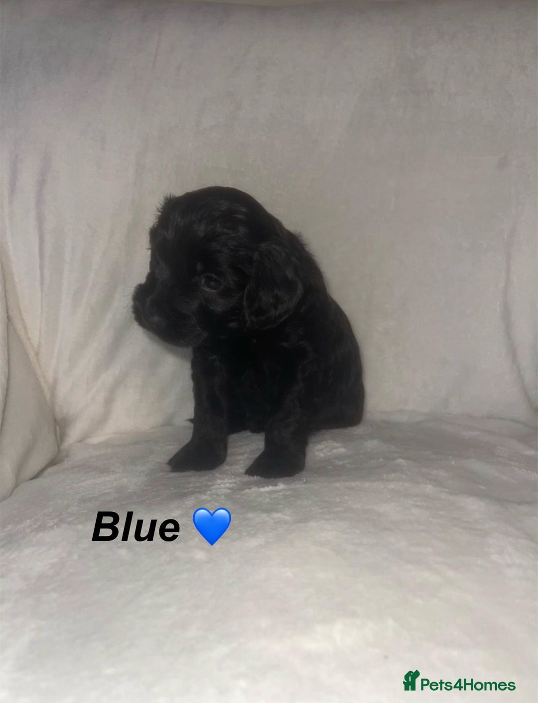 Cockapoo dogs for sale: Cockapoo Puppies Looking For Their Forever Homes💕 - Advert 1