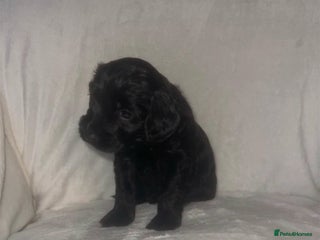 Cockapoo dogs - Advert 23