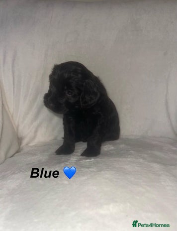 Cockapoo dogs - Advert 13