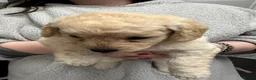 Labradoodle dogs for sale: 5* MINI Labradoodle  - Advert 6