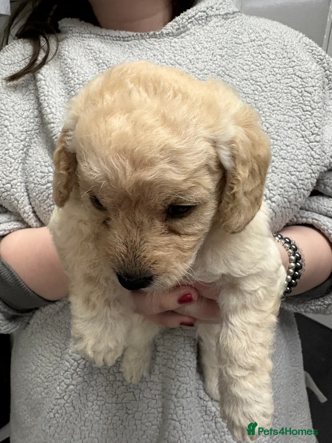 Labradoodle dogs for sale: 5* MINI Labradoodle  - Advert 6