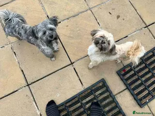 Lhasa Apso dogs Father & Son Llaso Apso - Advert 3