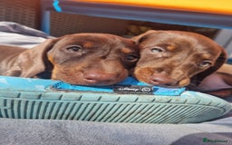 Miniature Dachshund dogs for sale: Mini Dachshund Puppies - Image 14