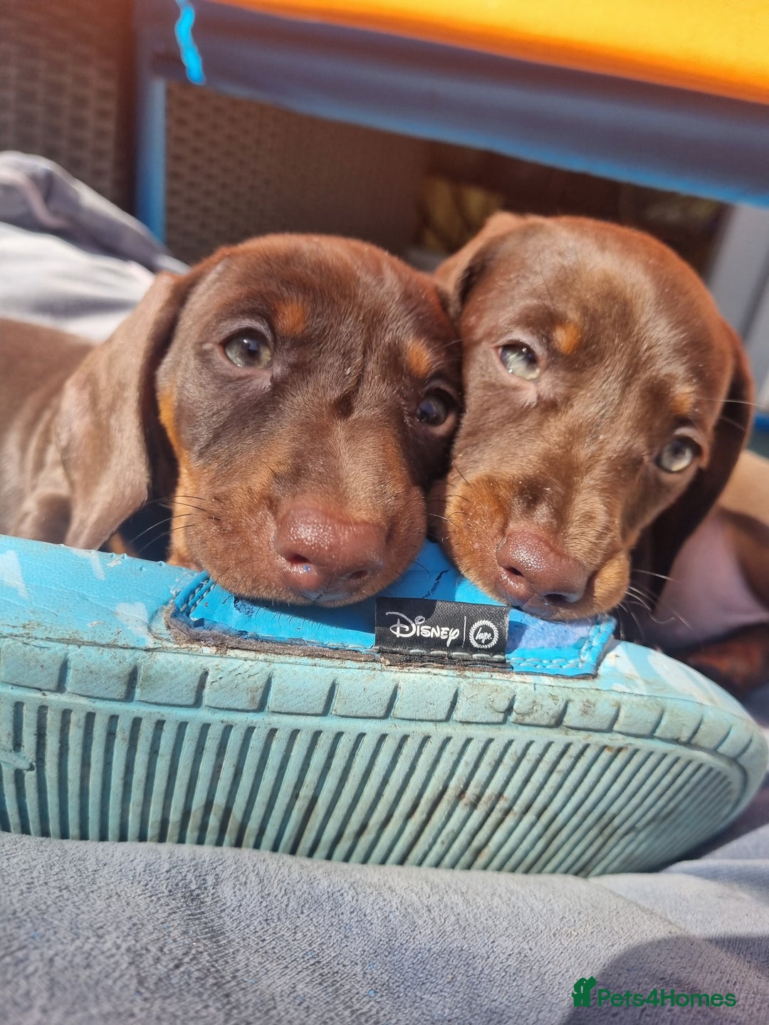 Miniature Dachshund dogs for sale: Mini Dachshund Puppies - Image 14