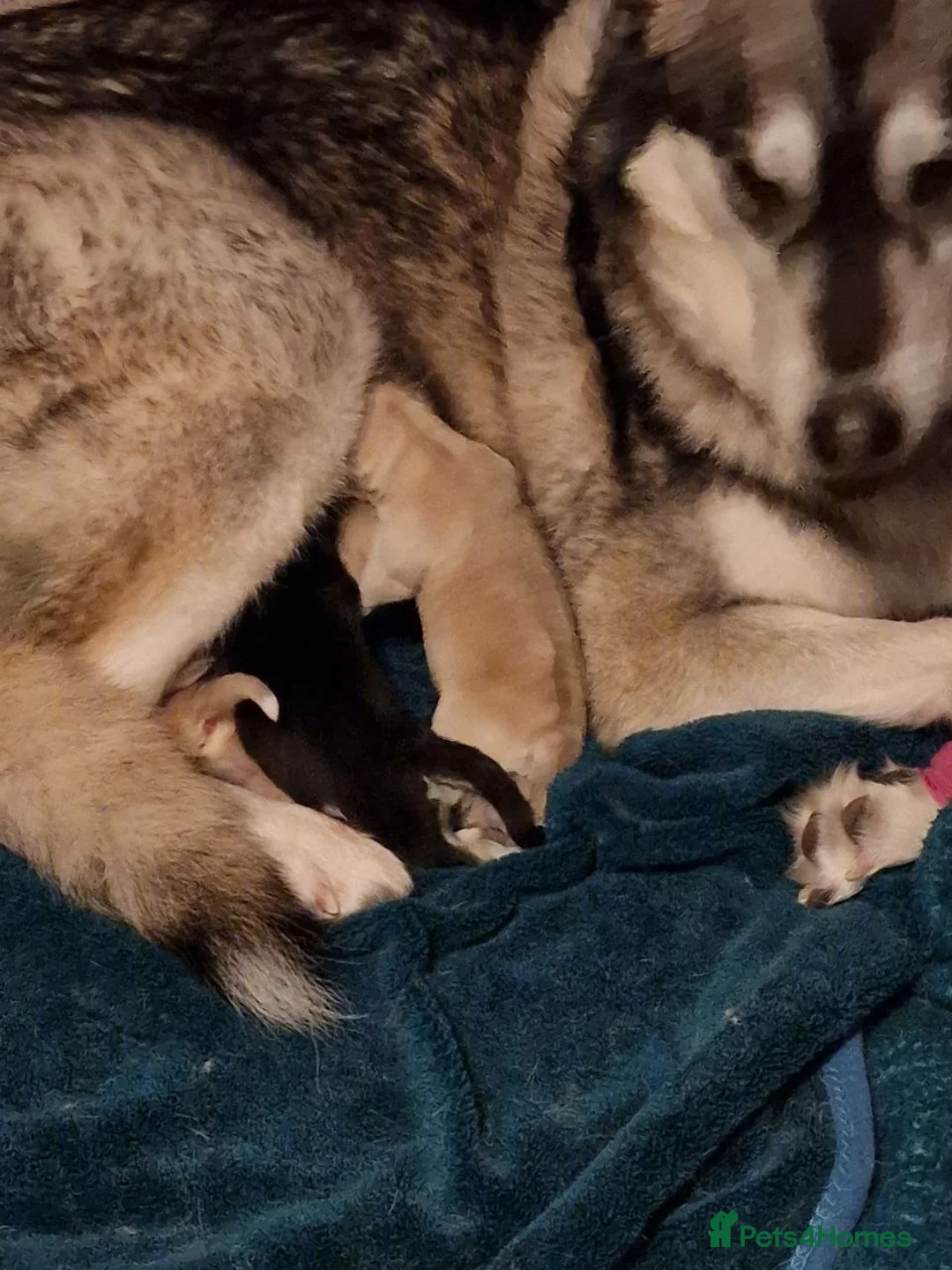 Shepsky dogs for sale: 1 female shepsky in Plymouth - Advert 2