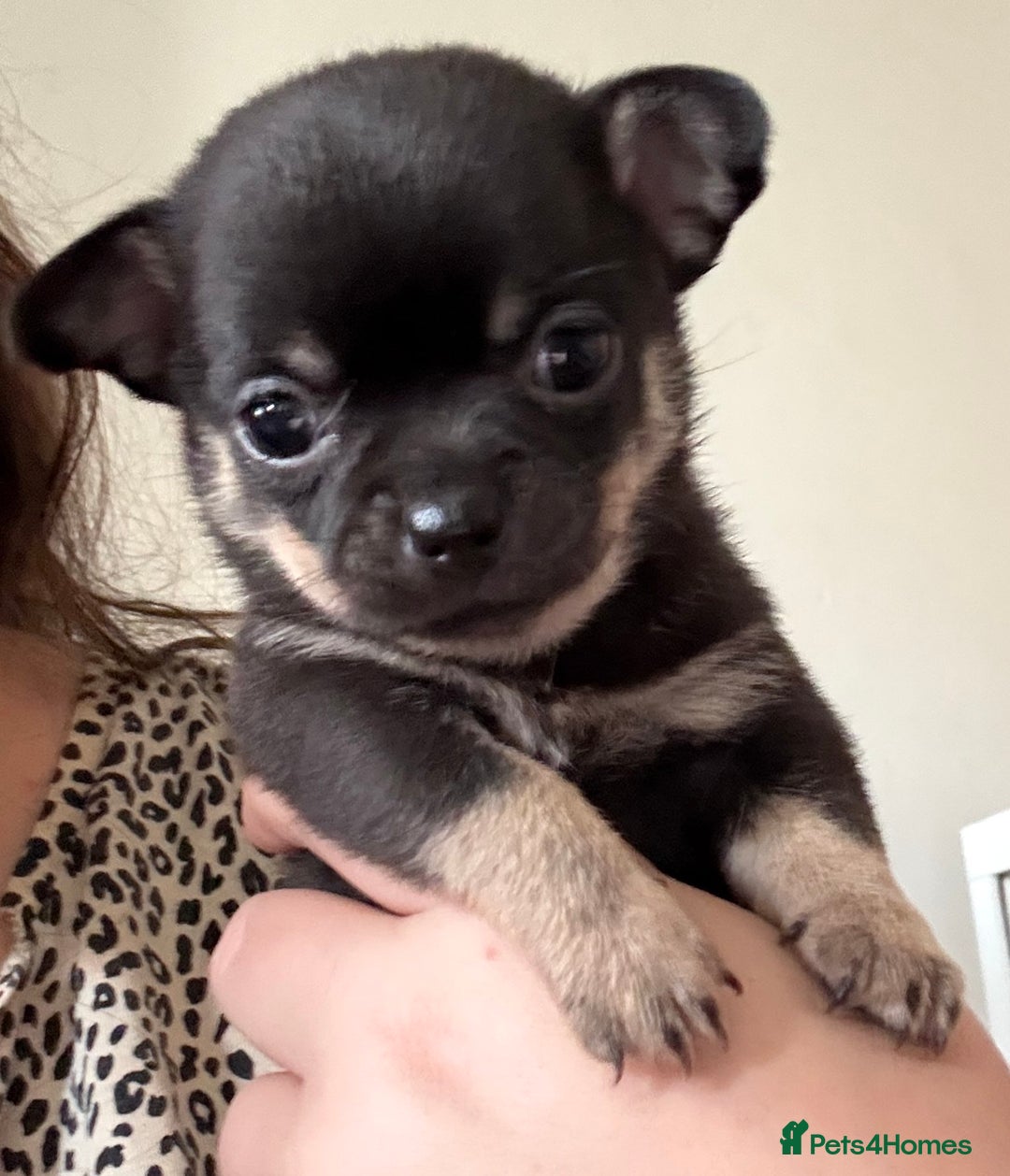 Chihuahua dogs for sale: Beautiful Chihuahua Litter - Image 5