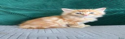 Mixed Breed cats for sale: fluffy kittens looking for their forever home  - Advert 4