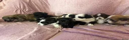 Havanese dogs for sale: Gorgeous litter of Havanese puppies. - Advert 1