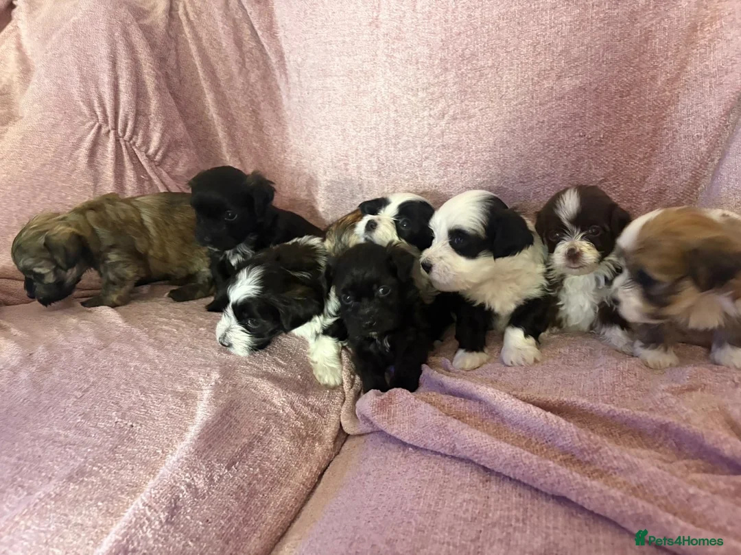 Havanese dogs for sale: Gorgeous litter of Havanese puppies. - Advert 1