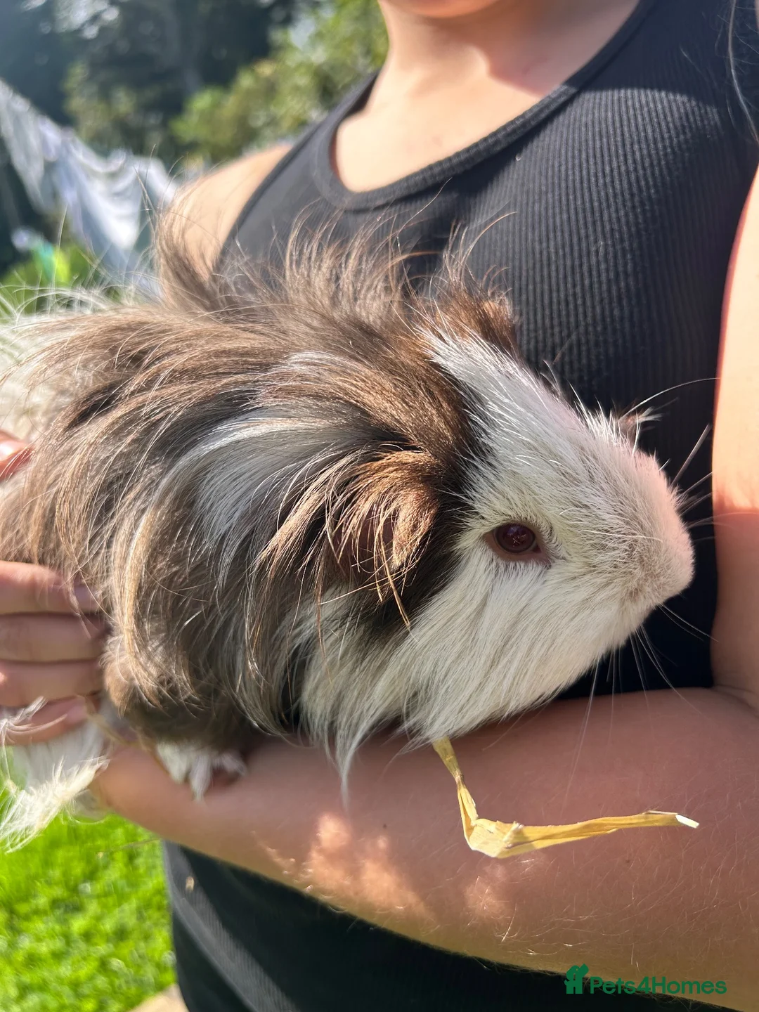 Guinea Pig rodents for sale: Guinea Pigs for sale  - Advert 7