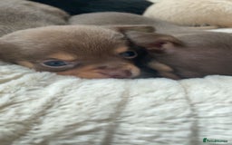 Chihuahua dogs for sale: Chihuahua Puppies Looking for Their Forever Homes - Image 9