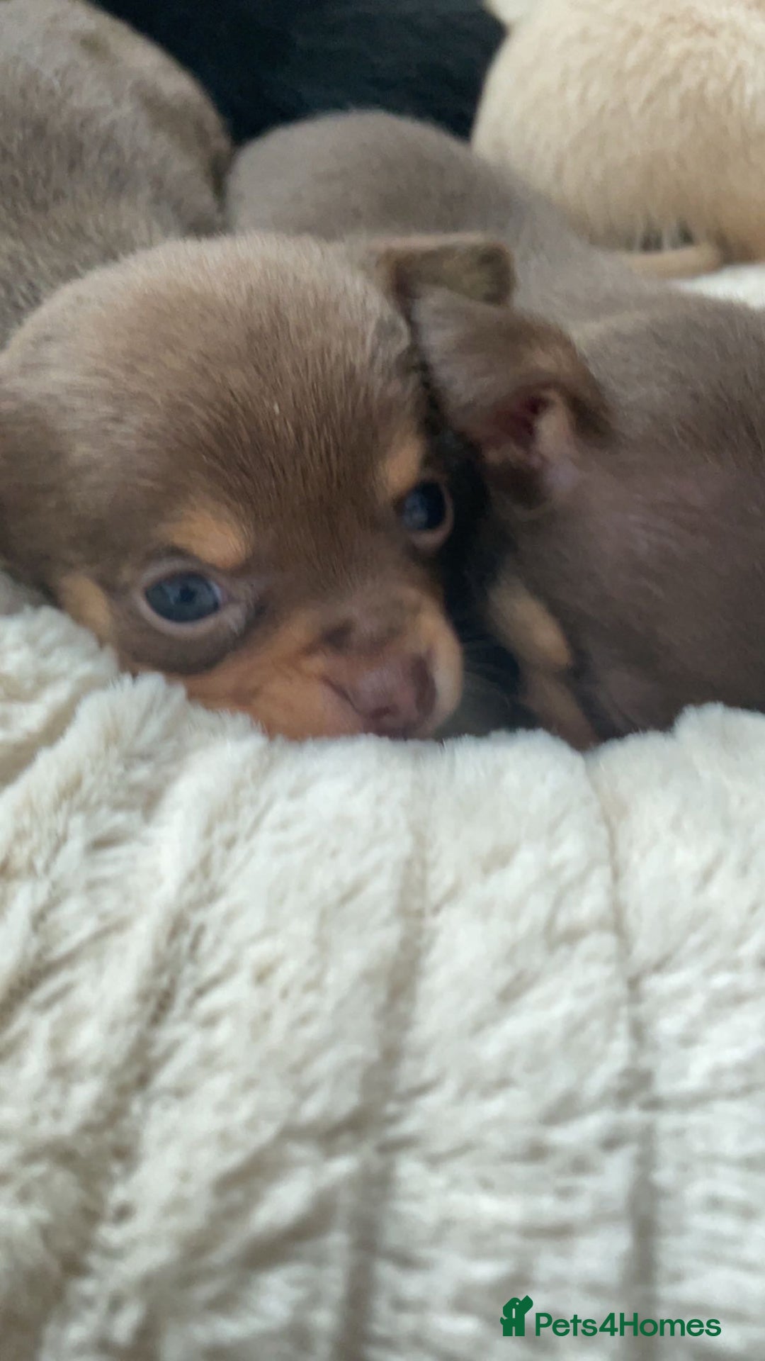 Chihuahua dogs for sale: Chihuahua Puppies Looking for Their Forever Homes - Image 9