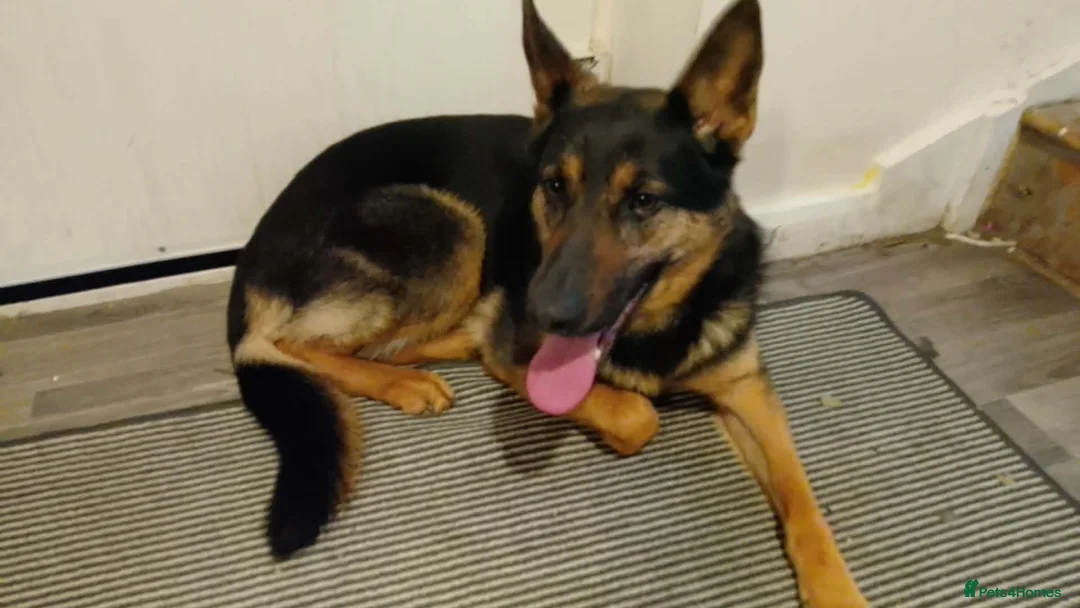 German Shepherd dogs for sale: Shadow  - Advert 2