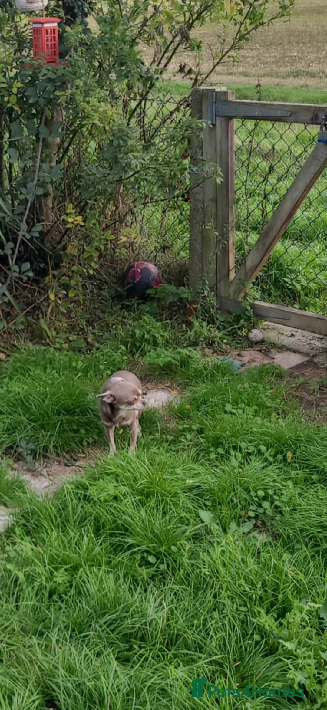 Chihuahua dogs for sale: BLUEBELL - Advert 3