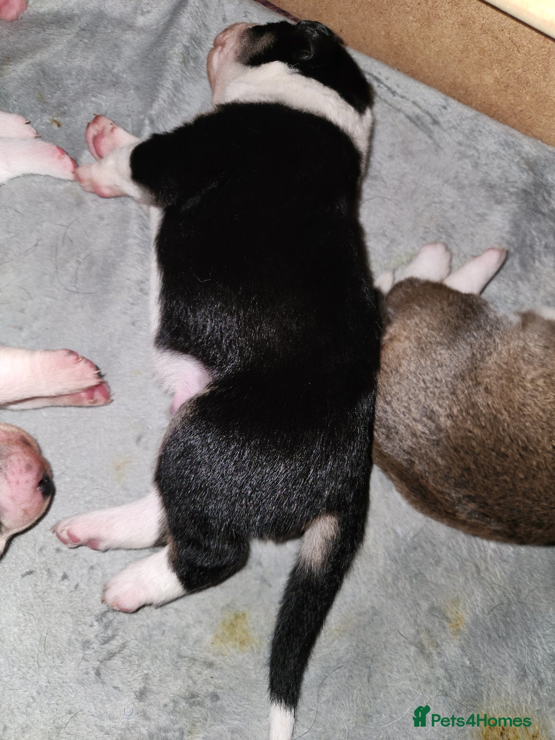 Border Collie dogs for sale: Beautiful border collie pups - Advert 5