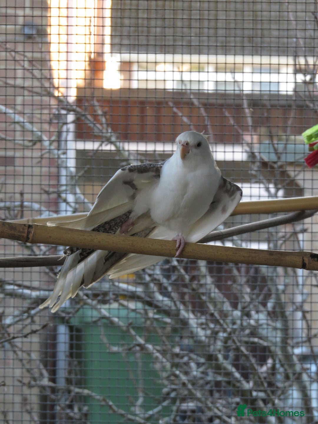 Cockatiels birds for sale: One male and one female 4 month old cockatiels. - Advert 11