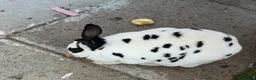 English Spot rabbits for sale: English spotted Rabbit  - Advert 4