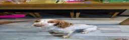 Cocker Spaniel dogs for sale: 2 year old cocker boy - Advert 4