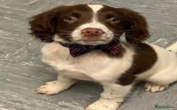 English Springer Spaniel dogs for sale: English springer spaniel  - Image 8