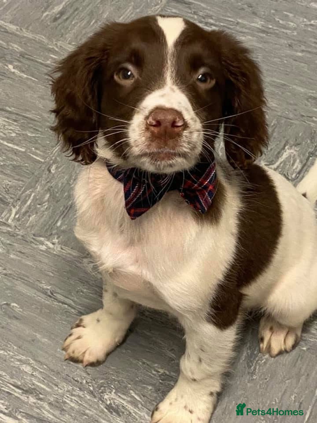 English Springer Spaniel dogs for sale: English springer spaniel  - Image 8