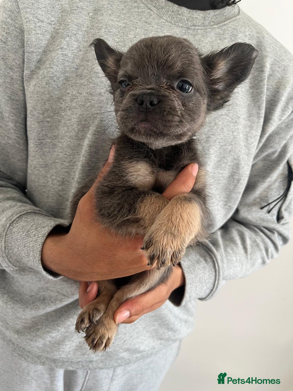 French Bulldog dogs for sale: French bulldogs for sale  - Advert 31