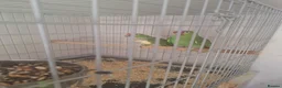 Parrots birds for sale: Pair of Red lored amazon for sale in Peterborough - Advert 4