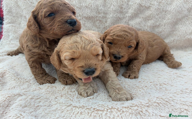 Miniature Poodle dogs - Advert 3
