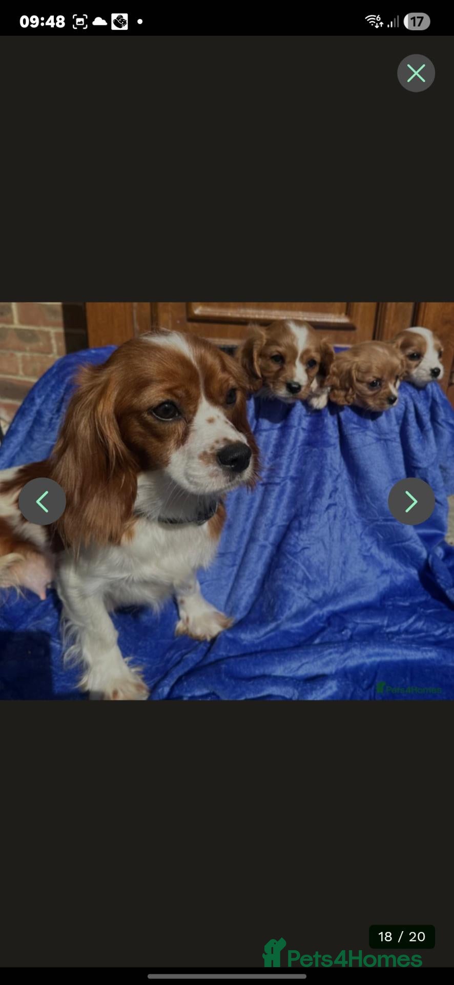 Cavalier King Charles Spaniel dogs 7 month old king charles spaniel - Advert 9