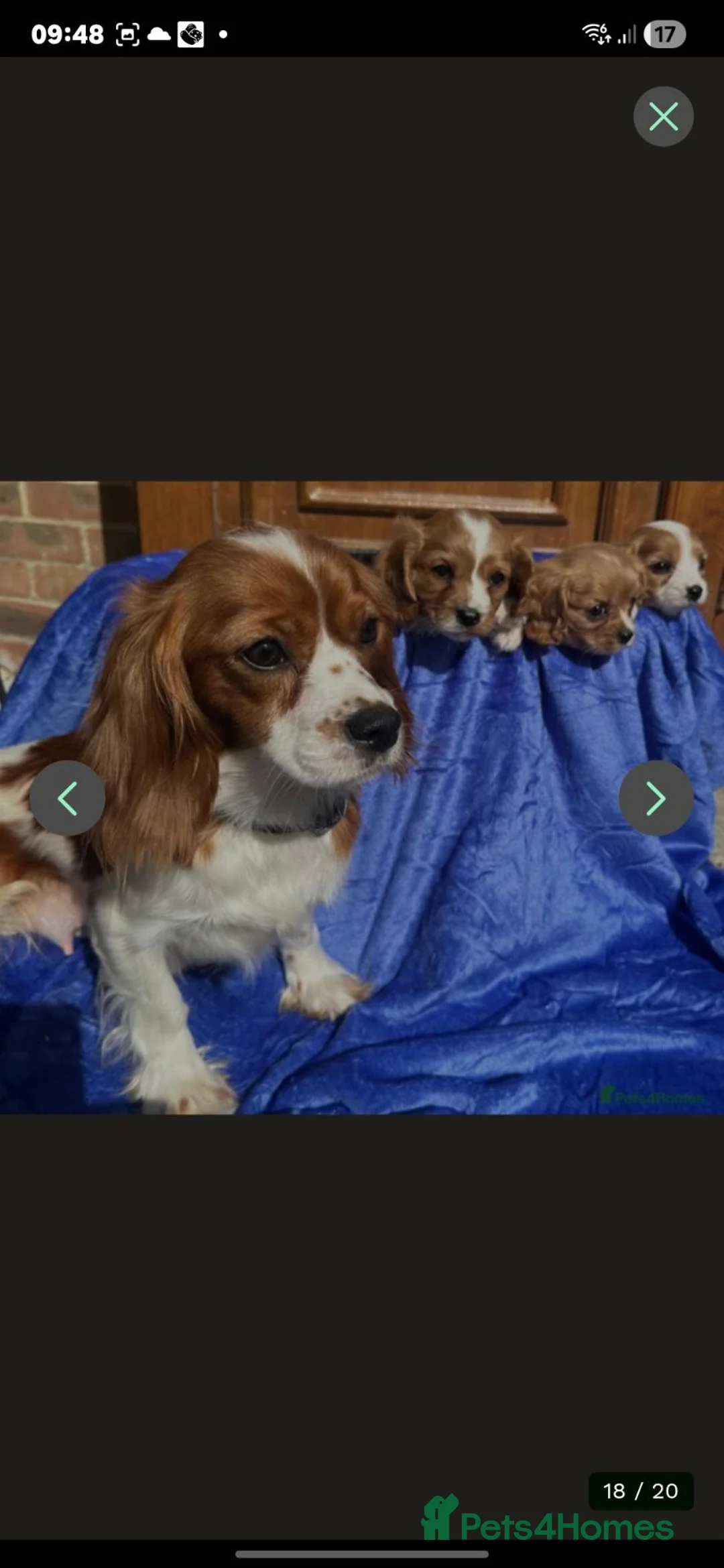 Cavalier King Charles Spaniel dogs for sale: 7 month old king charles spaniel in Littlehampton - Advert 1