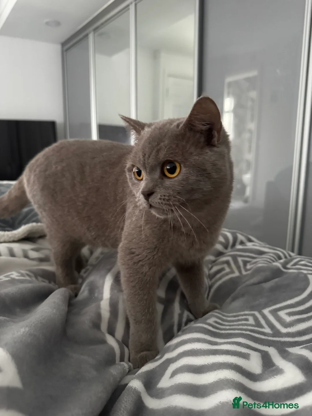 British Longhair cats for sale: Nardo - Advert 3