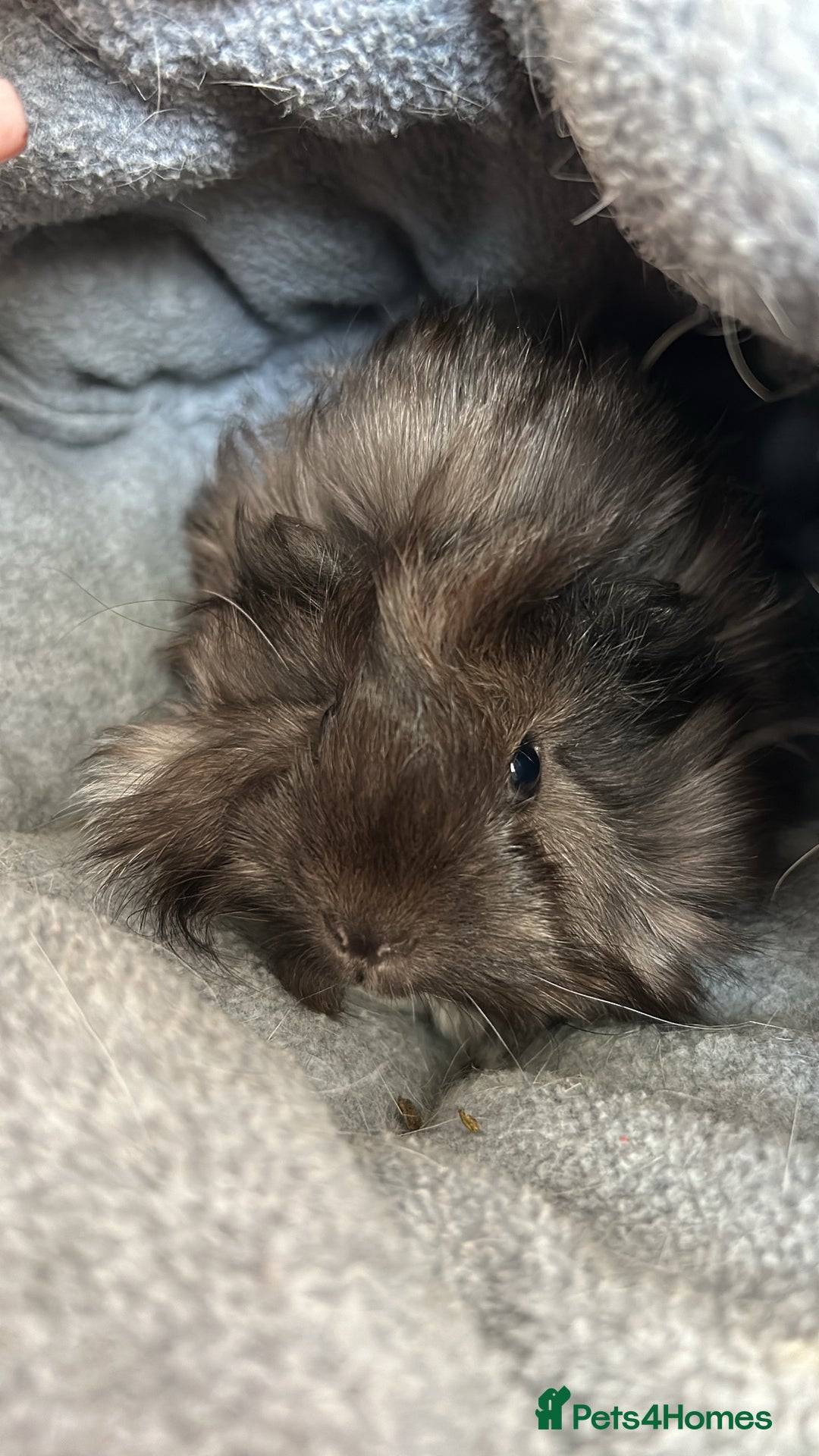 Guinea Pig rodents for sale: Beautiful mixed gender guinea pigs  - Advert 5