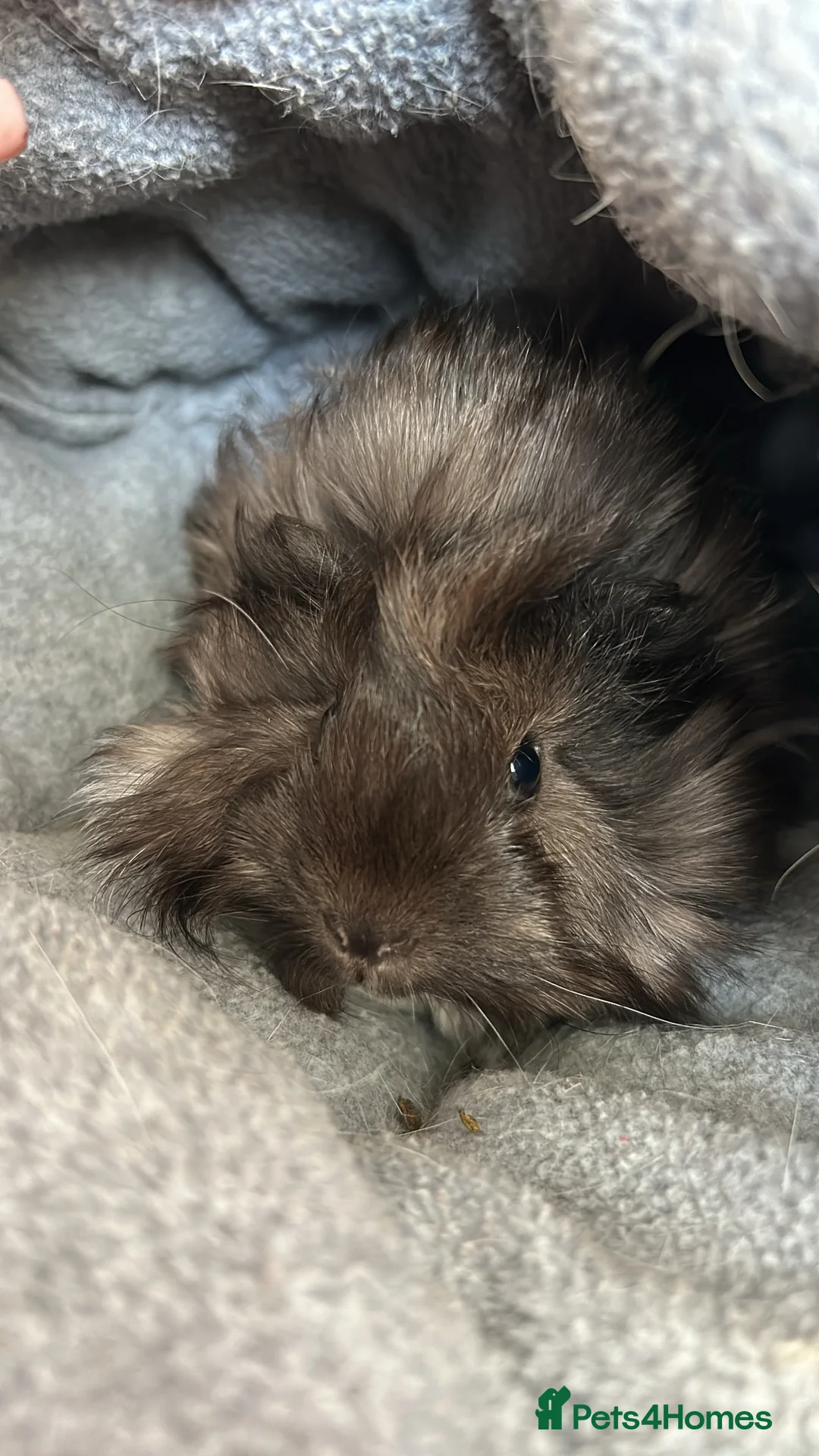 Guinea Pig rodents for sale: Beautiful mixed gender guinea pigs  - Advert 5