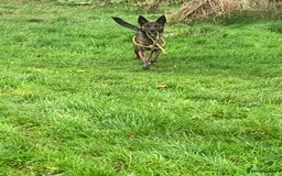 Belgian Shepherd Dog dogs for sale: Belgium Shepard girl needs new home - Image 9