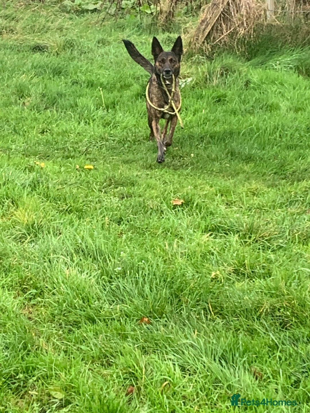 Belgian Shepherd Dog dogs for sale: Belgium Shepard girl needs new home - Image 9