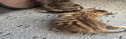 Mixed Breed cats for sale: Kittens For Sale - Advert 13