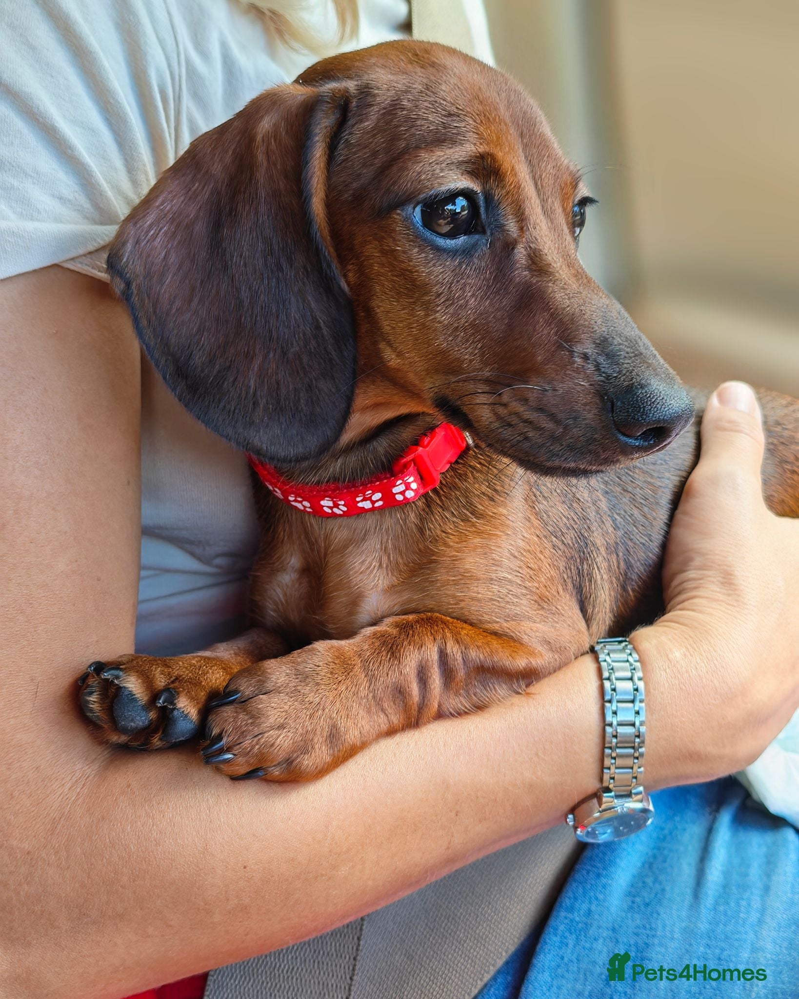 Miniature Dachshund dogs Miniature dachshund baby girl  - Advert 16