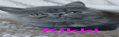 KIKKI