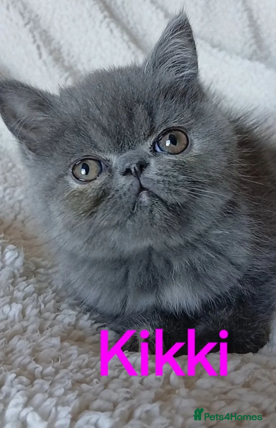 Exotic cats for sale: READY NOW GCCF PERSIAN EXOTIC BABIES - Advert 28