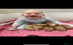 Cavapoo dogs for sale: Beautiful Health Tested F1 Cavapoos 🐶 - Image 10
