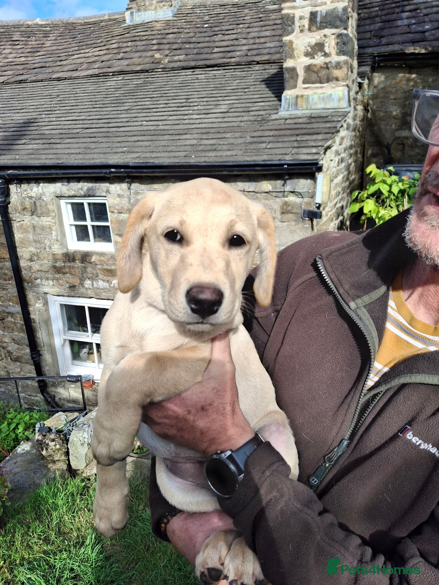 Goldador dogs Beautiful Goldador Puppies for Sale. ONLY 3 LEFT! - Advert 2