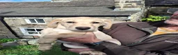 Goldador dogs for sale: Beautiful Goldador Puppies for Sale. ONLY 3 LEFT! - Advert 2