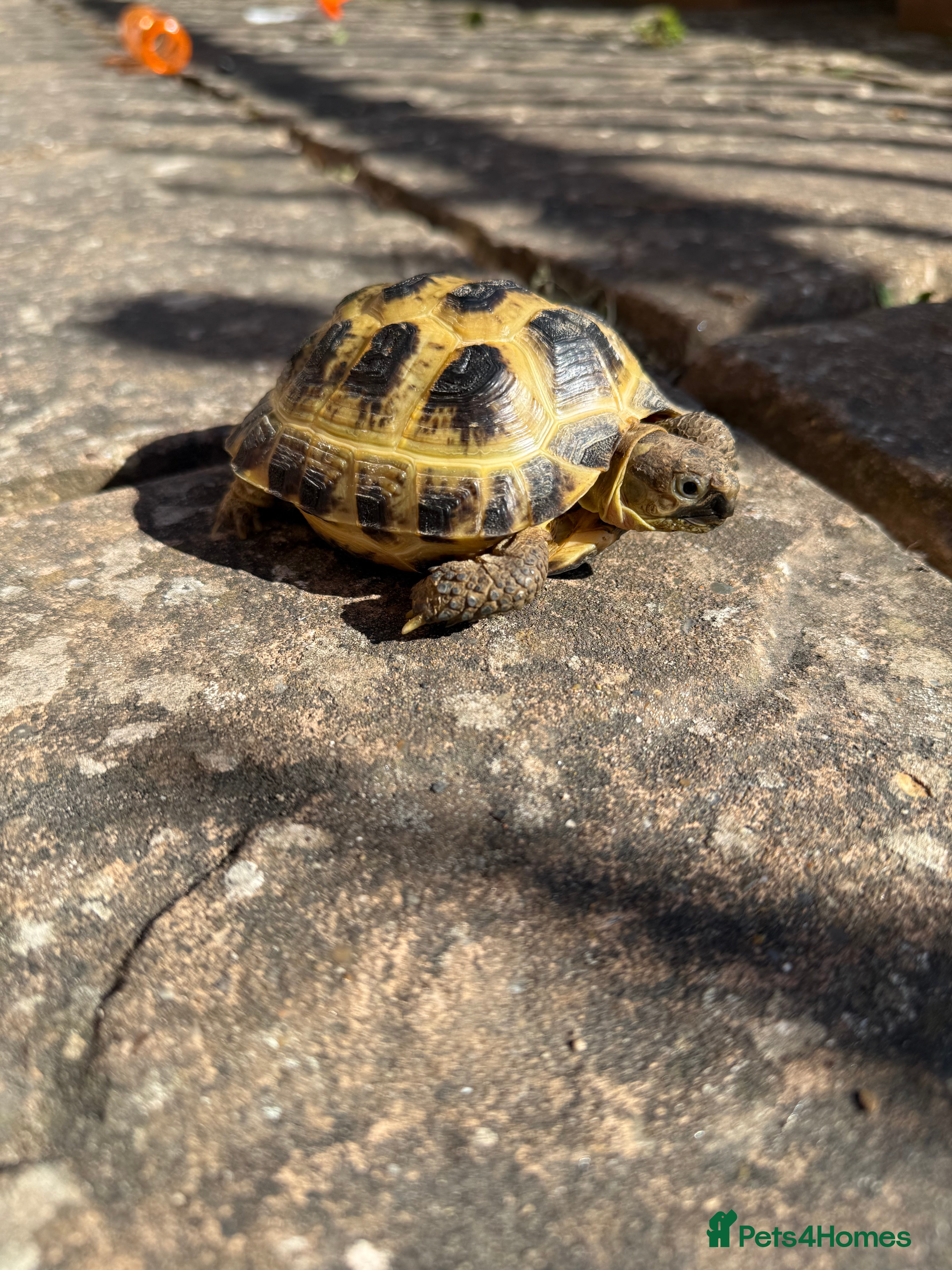 Tortoise reptiles Tortoise for sale - Advert 6