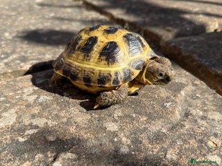 Tortoise reptiles Tortoise for sale - Advert 1