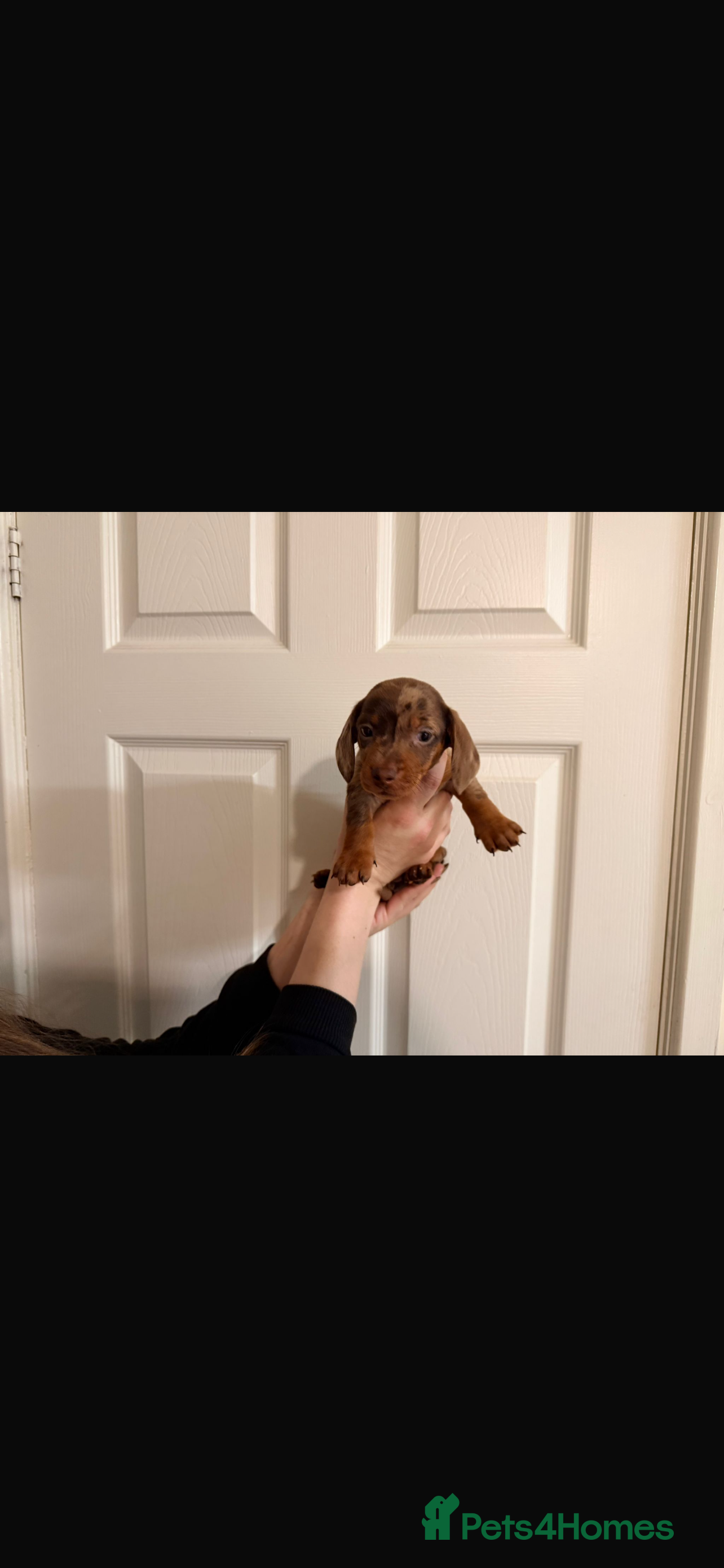 Miniature Dachshund dogs 🐾 MINI DASCHUND PUPPIES 🐾 - Advert 3