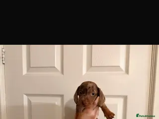Miniature Dachshund dogs 🐾 MINI DASCHUND PUPPIES 🐾 - Advert 3